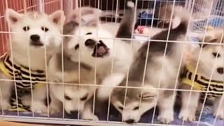 The Cutest Husky Compilation of 2020 [Funny Pets]