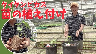 【タイタンビカス】深植えがポイント！苗の植え付け【赤塚植物園農場だより】