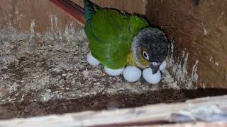 Things You Should Know If You Want To Breed Conures Successfully!!