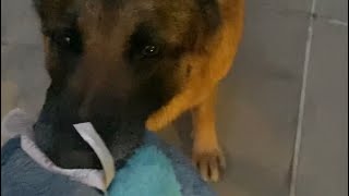 German shepherd playing fetch with his toys 🧸