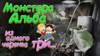 Удалось сохранить цветок