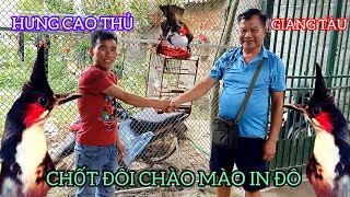 CHỐT ĐÔI CHÀO MÀO INDONESIA CHO HƯNG CAO THỦ BẪY CHIM