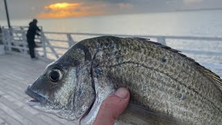 BIGGEST BREAM I EVER CAUGHT & A NICE FLATHEAD - LAND-BASED FISHING