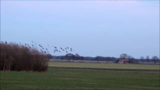 Ganzen nabij Hardingstraat,Onstwedde 04 02 2014