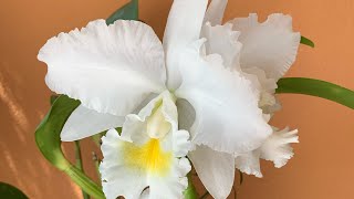 cattleya pastoral ave maria, обзор каттлеи.