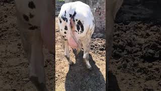 #viral #animals #trending #cow #breeding #shortvideo #ytshorts #phddairywala