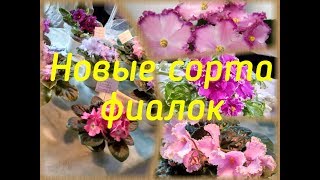 Новые сорта фиалок с выставки