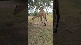 Camels filled with soil in Thar parkar Desert Pakistan  #shorts #funny #cameldesert