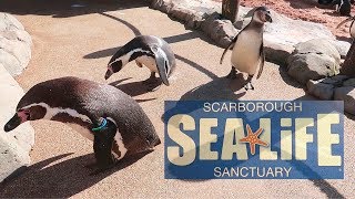 Scarborough SEA Life Sanctuary Vlog 2019