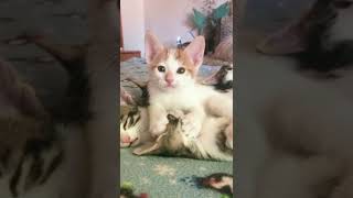 Funny Moments, Cute Animals - Cat Videos, Funny Cat Video