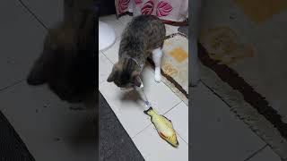 Cats playing his toys#cat #cats #catlover #viralvideo #catvideos #shorts #trending