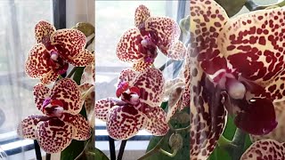 Лепота!!! Часть 3.Обзор цветущих азиатских орхидей на темном окне. Orchids blooming. . 5.03.2022 г.