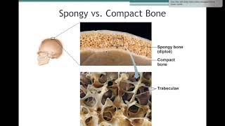 Introduction to Skeletal System