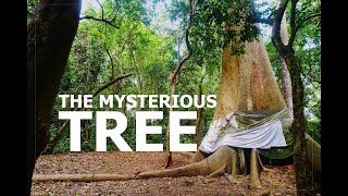 The spiritual and a mysterious tree (Igi-Nla/Asorin) found in West Africa