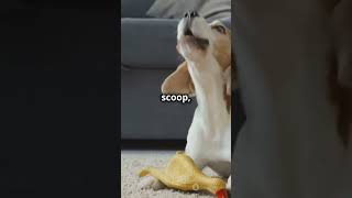 Dogs Being Adorable in 60 Seconds!