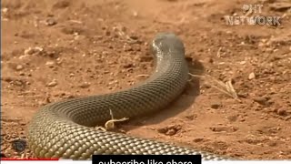 United Strength Of Mongoose Has Destroy The King Cobra So Brutally || Wild Animal Attack 20...