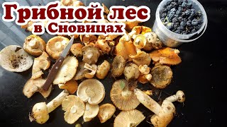 Грибной лес в Сновицах.