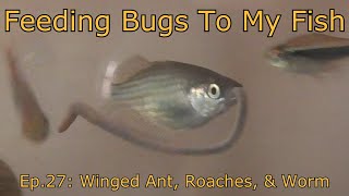 Feeding Bugs To My Fish ep.27: Winged Ant, Roaches, & Worm