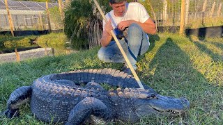 Gatorade, The Utah Alligator!