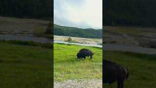 Bison 🦬 at Yellowstone National Park #wildlife #travelusa