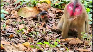 Poor little baby monkey not happy - Why Mom Monkey Use This Method To Remove Baby