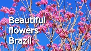 Spring in Brazil Beautiful Flowers Spring in Foz Iguazu #brazil