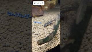 イモリのだいぼうけん／アトア［YouTube水族館］#オキナワシリケンイモリ