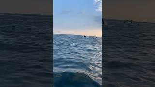 Humpback Whale Breaching! #fishing #whale #shorts