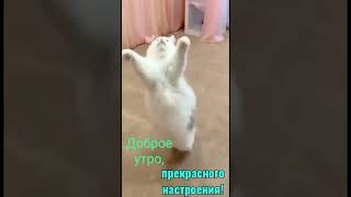 Утро начинается 🤣😂🤣