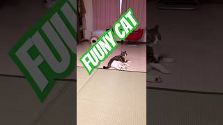 The naivety of cats is very funny // Very funny clips of cats《No. 03》