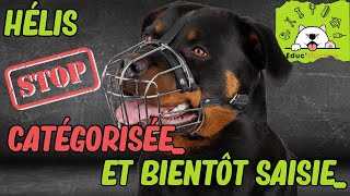 Rottweiler catégorisé et saisie - Canton de Vaud