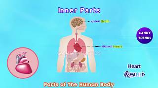 Human Body Parts Name in English Tamil மனித உடல் உறுப்புகள் பெயர் Udal Inner Outer Pagangal Images