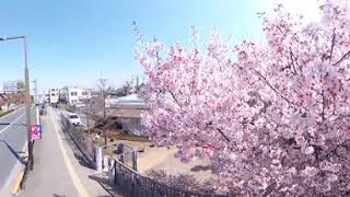 [2Ks+3D Audio] Cherry blossom in Tokyo 2021