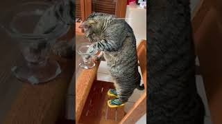 cute cats/funny video