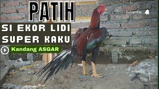 PATIH  Ekor Lidi yang Bagus | Ekor Super Kaku | Ekor Alami Tanpa Plurutan