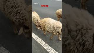 #sheep #sheepfarming #animals #sheepskin #youtube #youtubeindia #youtuber #youtubeshorts