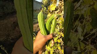 ridge gourd harvesting #nature #farming #ridgegourd #shorts