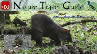 Agouti at Las Cruces, San Vito, Costa Rica | Moments #52 | Nature Travel Guide