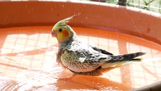 Bird reacts to new pool