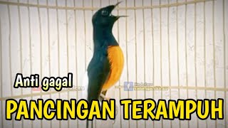 PANCINGAN MURAI BATU GACOR AMPUH BUAT PANCINGAN MURAI BATU AGAR BUNYI CEPAT BONGKAR MATERI