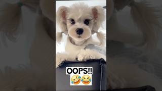 Puppy Antics: The Funniest & Cutest Moments! 🐶 #puppy #shortsvideo #shorts #shortsyoutube #short