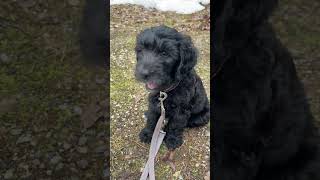 Cute Puppy Learns to Shake a Paw