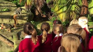 Redmaids students visit Bristol Zoo Lemur Walk-through