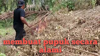 BERLADANG DI HUTAN |kegiatan ku hari ini membersihkan kebun