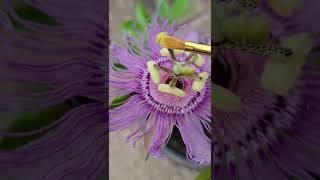 Hand pollination my passion parcha fruits, polinizando Flores De parcha #shorts