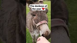 The donkey of the year ❤️#cutedonkey #cuteanimals #huggywuggy #rescueddonkey