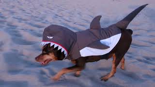 The Min Pin Tries Out for Shark Week