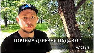 Почему деревья падают?