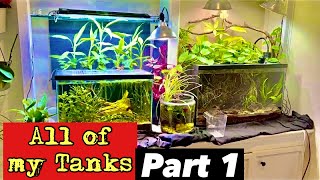 All of my tanks! Tank tour -part 1