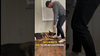 Teach Your Dog To Down From ANYWHERE ❗ ️ #dog #dogtraining101 #germanshepherd #dogtraining